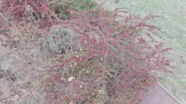 Kırmızı çilek çalısı. Vietnam dağlarında yeşil ve kırmızı kahve kirazlarıyla hasat edilmeye hazır olgun bir kahve çalısı. Arabica ve Robusta kahvesi yetişir. Tampon dolusu parlak kırmızı Hawthorne meyvesi.