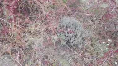 Kırmızı çilek çalısı. Vietnam dağlarında yeşil ve kırmızı kahve kirazlarıyla hasat edilmeye hazır olgun bir kahve çalısı. Arabica ve Robusta kahvesi yetişir. Tampon dolusu parlak kırmızı Hawthorne meyvesi.