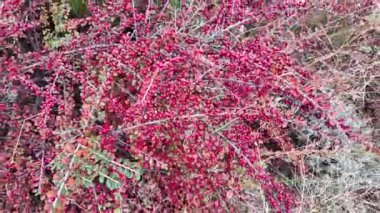 Kırmızı çilek çalısı. Vietnam dağlarında yeşil ve kırmızı kahve kirazlarıyla hasat edilmeye hazır olgun bir kahve çalısı. Arabica ve Robusta kahvesi yetişir. Tampon dolusu parlak kırmızı Hawthorne meyvesi.