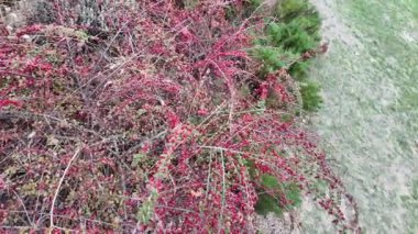 Kırmızı çilek çalısı. Vietnam dağlarında yeşil ve kırmızı kahve kirazlarıyla hasat edilmeye hazır olgun bir kahve çalısı. Arabica ve Robusta kahvesi yetişir. Tampon dolusu parlak kırmızı Hawthorne meyvesi.