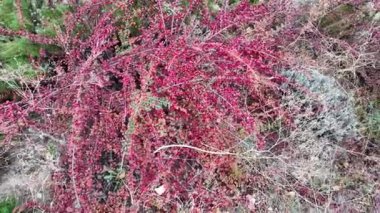 Kırmızı çilek çalısı. Vietnam dağlarında yeşil ve kırmızı kahve kirazlarıyla hasat edilmeye hazır olgun bir kahve çalısı. Arabica ve Robusta kahvesi yetişir. Tampon dolusu parlak kırmızı Hawthorne meyvesi.