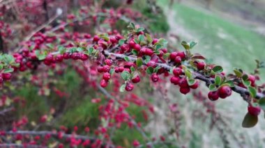 Kırmızı çilek çalısı. Vietnam dağlarında yeşil ve kırmızı kahve kirazlarıyla hasat edilmeye hazır olgun bir kahve çalısı. Arabica ve Robusta kahvesi yetişir. Tampon dolusu parlak kırmızı Hawthorne meyvesi.