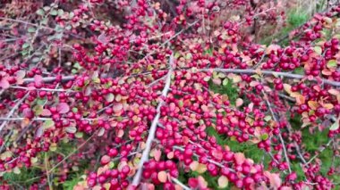 Kırmızı çilek çalısı. Vietnam dağlarında yeşil ve kırmızı kahve kirazlarıyla hasat edilmeye hazır olgun bir kahve çalısı. Arabica ve Robusta kahvesi yetişir. Tampon dolusu parlak kırmızı Hawthorne meyvesi.