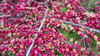 Kırmızı çilek çalısı. Vietnam dağlarında yeşil ve kırmızı kahve kirazlarıyla hasat edilmeye hazır olgun bir kahve çalısı. Arabica ve Robusta kahvesi yetişir. Tampon dolusu parlak kırmızı Hawthorne meyvesi.