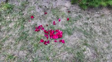 Yerde gül yaprakları vardı. Çimlerin üzerinde kırmızı çiçek yaprakları. Yerde güller. kırmızı düşen çiçekler.