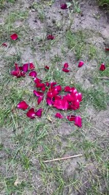 Yerde gül yaprakları vardı. Çimlerin üzerinde kırmızı çiçek yaprakları. Yerde güller. kırmızı düşen çiçekler.