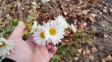 Elinde beyaz çiçekler. Elinde bir buket sonbahar çiçeği. Beyaz kasımpatı tutan kişi. Bir kadının elinin özenle ve incelikle yabani beyaz güllere dokunuşu..