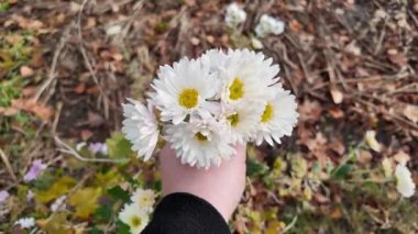 Elinde beyaz çiçekler. Elinde bir buket sonbahar çiçeği. Beyaz kasımpatı tutan kişi. Bir kadının elinin özenle ve incelikle yabani beyaz güllere dokunuşu..