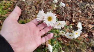 Elinde beyaz çiçekler. Elinde bir buket sonbahar çiçeği. Beyaz kasımpatı tutan kişi. Bir kadının elinin özenle ve incelikle yabani beyaz güllere dokunuşu..