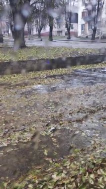 Asfalt yapraklı su ırmakları. Şehirdeki su nehirleri. Asfaltta sağanak yağmur. Islak yol. Asfalt yolda yapraklar.