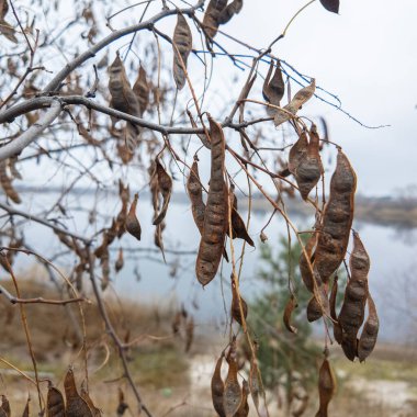 carob tree. A tree with dangling seedpods. Catalpa. Sword like tall seedpods of a Catalpa tree in the wind, commonly also called catawba, is a genus of flowering plants in the family Bignoniaceae clipart