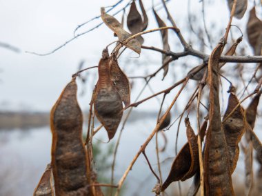 Keçiboynuzu ağacı. Sallanan tohumları olan bir ağaç. Katalpa. Rüzgarda uçan bir Katalpa ağacının uzun tohumları gibi kılıç, genellikle catawba olarak da bilinir, Bignoniaceae familyasından çiçek açan bir bitki cinsidir.