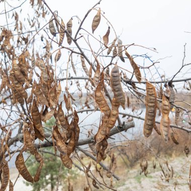 carob tree. A tree with dangling seedpods. Catalpa. Sword like tall seedpods of a Catalpa tree in the wind, commonly also called catawba, is a genus of flowering plants in the family Bignoniaceae clipart