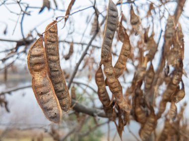 carob tree. A tree with dangling seedpods. Catalpa. Sword like tall seedpods of a Catalpa tree in the wind, commonly also called catawba, is a genus of flowering plants in the family Bignoniaceae clipart