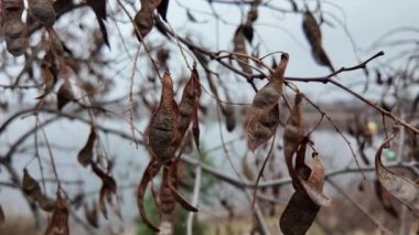 Keçiboynuzu ağacı. Sallanan tohumları olan bir ağaç. Katalpa. Rüzgarda uçan bir Katalpa ağacının uzun tohumları gibi kılıç, genellikle catawba olarak da bilinir, Bignoniaceae familyasından çiçek açan bir bitki cinsidir.