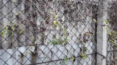Ağdan yapılmış demir çitler. Demir ve beton çitler. Eski bir çit boyunca yürüyen bir adam.