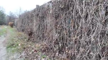 Ağdan yapılmış demir çitler. Demir ve beton çitler. Eski bir çit boyunca yürüyen bir adam.