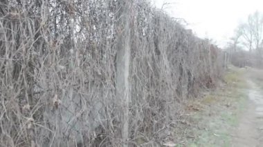 Ağdan yapılmış demir çitler. Demir ve beton çitler. Eski bir çit boyunca yürüyen bir adam.