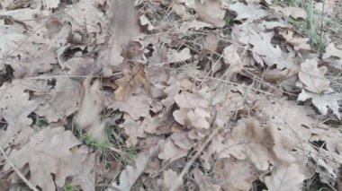 Sarı sonbahar yaprakları yavaş çekimde dallanır. Yavaş çekim videoları düşmeye başlar. sonbahar meşe yaprakları.