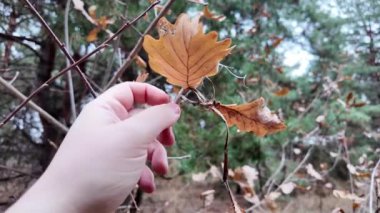 Sarı sonbahar yaprakları yavaş çekimde dallanır. Yavaş çekim videoları düşmeye başlar. sonbahar meşe yaprakları.