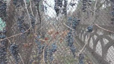 Sarmaşıkta kurutulmuş üzüm. Çitin üzerinde küçük mavi üzümler var. Üzüm ve üzümler eski bir çitin üzerinde..