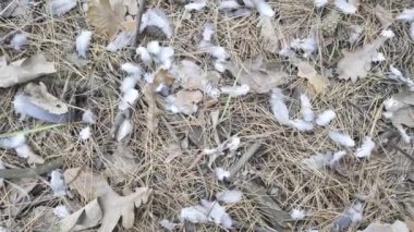 Yerdeki kuş tüyleri. Kuş yedikten sonra tüyler. Bir avcı kuşları avlar. Yerde farklı tüyler var..