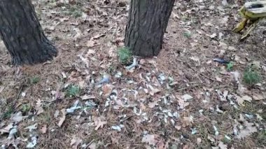 Yerdeki kuş tüyleri. Kuş yedikten sonra tüyler. Bir avcı kuşları avlar. Yerde farklı tüyler var..