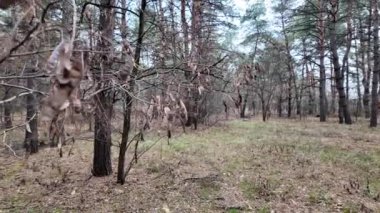 Orman videosu yavaş çekim. Ağaç dalları ve çam ağaçları yavaş çekim videosu. Ormanda yürüyüşün yumuşak videosu.