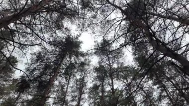 Orman videosu yavaş çekim. Ağaç dalları ve çam ağaçları yavaş çekim videosu. Ormanda yürüyüşün yumuşak videosu.