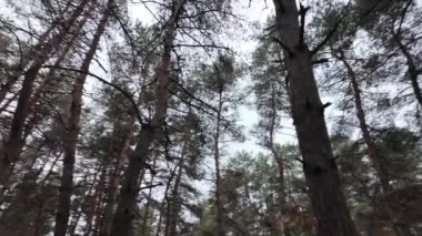 Orman videosu yavaş çekim. Ağaç dalları ve çam ağaçları yavaş çekim videosu. Ormanda yürüyüşün yumuşak videosu.