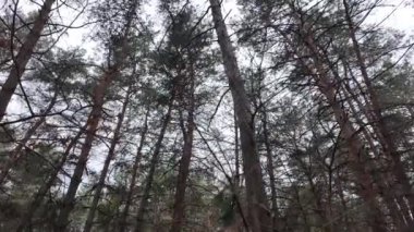 Orman videosu yavaş çekim. Ağaç dalları ve çam ağaçları yavaş çekim videosu. Ormanda yürüyüşün yumuşak videosu.