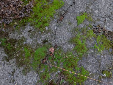 Gri taşlarda yeşil yosun. Taşlar ve yosunlar. Gri taş dokusu. yeşil yosun dokusu.