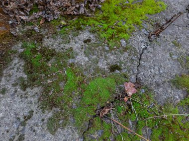 Gri taşlarda yeşil yosun. Taşlar ve yosunlar. Gri taş dokusu. yeşil yosun dokusu.