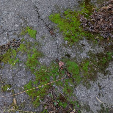 Gri taşlarda yeşil yosun. Taşlar ve yosunlar. Gri taş dokusu. yeşil yosun dokusu.