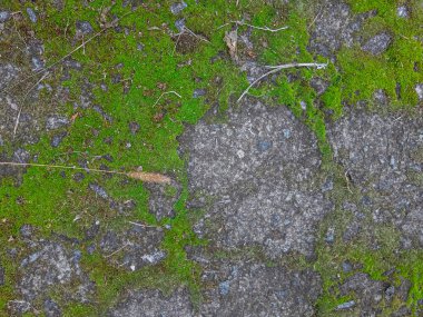 Gri taşlarda yeşil yosun. Taşlar ve yosunlar. Gri taş dokusu. yeşil yosun dokusu.