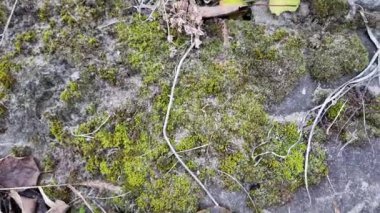 Gri taşlarda yeşil yosun. Taşlar ve yosunlar. Gri taş dokusu. yeşil yosun dokusu.