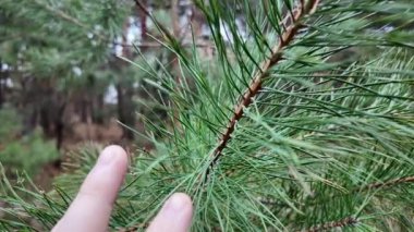 Pine Needles yavaş çekim videosu. İnsan kozalaklı ağaca eliyle dokunur. Uzun iğneler ve kozalaklı ağaçların dalları. Yavaş çekim videosu.