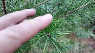 Pine Needles yavaş çekim videosu. İnsan kozalaklı ağaca eliyle dokunur. Uzun iğneler ve kozalaklı ağaçların dalları. Yavaş çekim videosu.