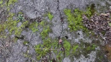 Gri taşlarda yeşil yosun. Taşlar ve yosunlar. Gri taş dokusu. yeşil yosun dokusu.