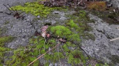 Gri taşlarda yeşil yosun. Taşlar ve yosunlar. Gri taş dokusu. yeşil yosun dokusu.