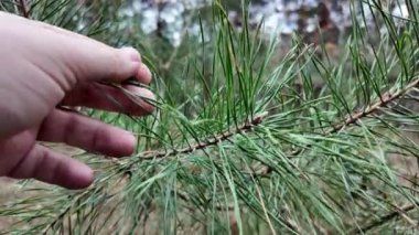 Pine Needles yavaş çekim videosu. İnsan kozalaklı ağaca eliyle dokunur. Uzun iğneler ve kozalaklı ağaçların dalları. Yavaş çekim videosu.