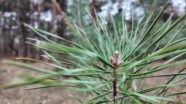 Pine Needles yavaş çekim videosu. İnsan kozalaklı ağaca eliyle dokunur. Uzun iğneler ve kozalaklı ağaçların dalları. Yavaş çekim videosu.