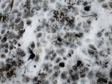 Karda pençe izleri var. İzler yerde. Kumda izler var. Köpek ve kurt pençesi izleri. Yerdeki hayvan izleri..