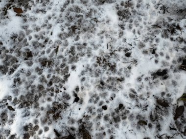 Karda pençe izleri var. İzler yerde. Kumda izler var. Köpek ve kurt pençesi izleri. Yerdeki hayvan izleri..