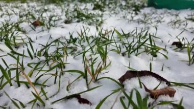 Beyaz kar ve yeşil çimenler. Karların altından çıkan ilk bahar çimeni. Yeşil çimen ve buz sapları. Kış doğası. kış atmosferi.