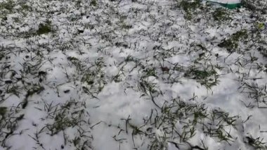 Beyaz kar ve yeşil çimenler. Karların altından çıkan ilk bahar çimeni. Yeşil çimen ve buz sapları. Kış doğası. kış atmosferi.