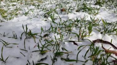 Beyaz kar ve yeşil çimenler. Karların altından çıkan ilk bahar çimeni. Yeşil çimen ve buz sapları. Kış doğası. kış atmosferi.