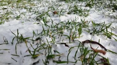 Beyaz kar ve yeşil çimenler. Karların altından çıkan ilk bahar çimeni. Yeşil çimen ve buz sapları. Kış doğası. kış atmosferi.