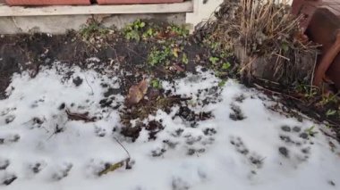 Karda pençe izleri var. İzler yerde. Kumda izler var. Köpek ve kurt pençesi izleri. Yerdeki hayvan izleri..