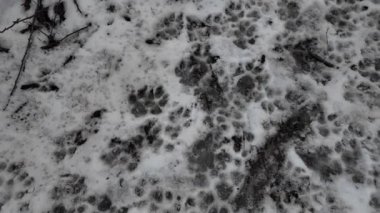 Karda pençe izleri var. İzler yerde. Kumda izler var. Köpek ve kurt pençesi izleri. Yerdeki hayvan izleri..